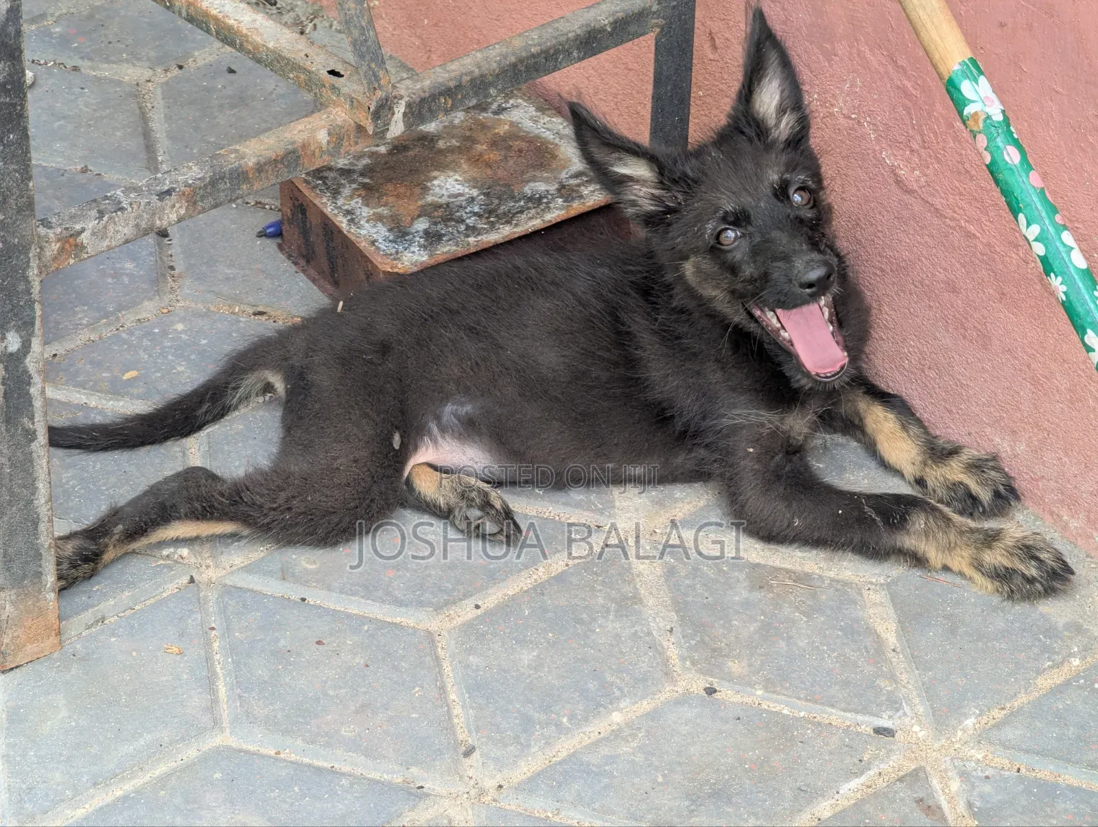 1-3 months Male Purebred German Shepherd