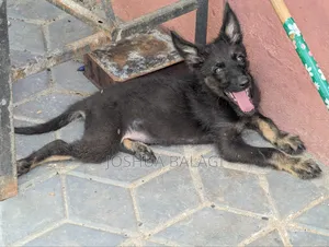 1-3 months Male Purebred German Shepherd