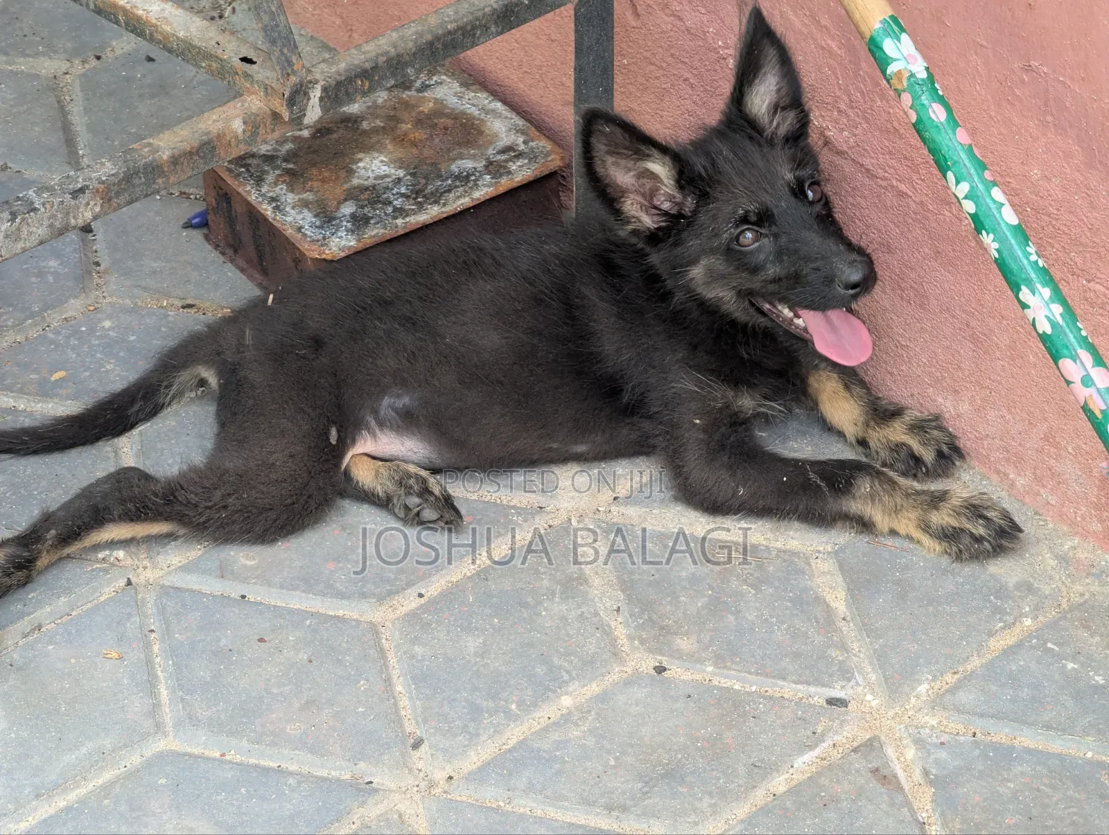 1-3 months Male Purebred German Shepherd