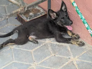 1-3 months Male Purebred German Shepherd