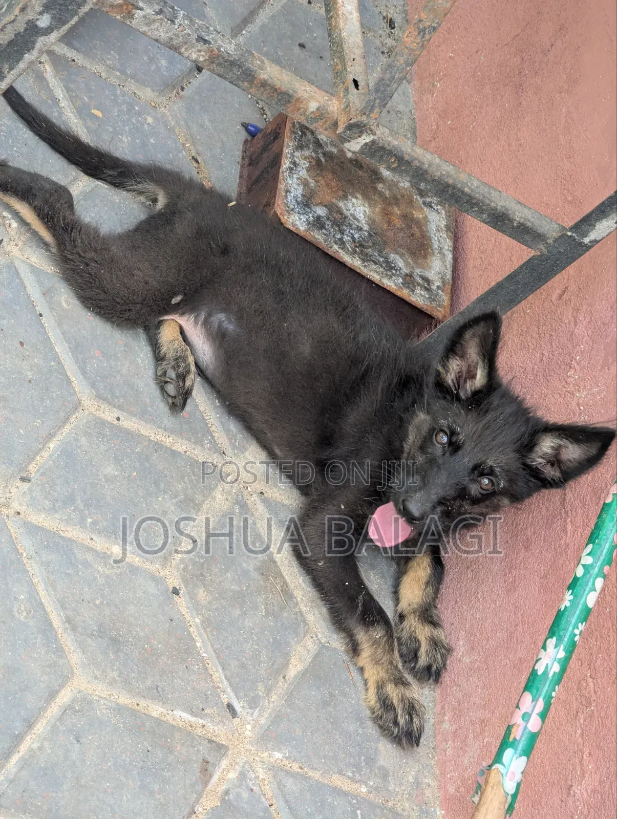 1-3 months Male Purebred German Shepherd
