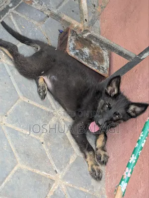 1-3 months Male Purebred German Shepherd