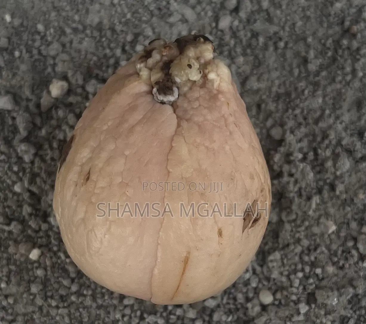 Avocado Seed / Mbegu Za Parachichi