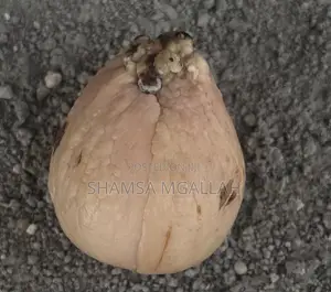 Avocado Seed / Mbegu Za Parachichi