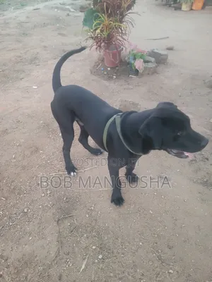 6-12 months Male Mixed Breed Boerboel