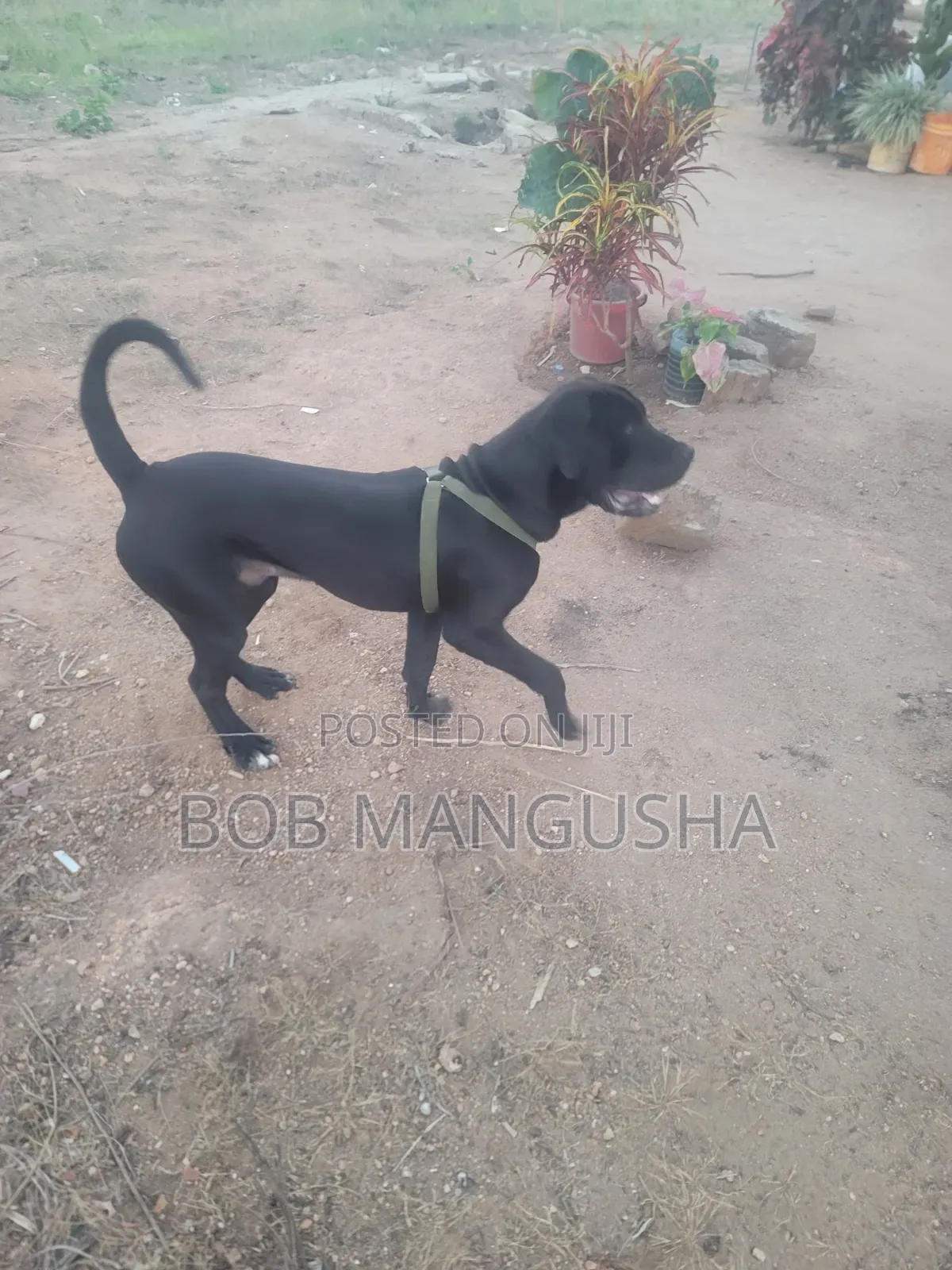 6-12 months Male Mixed Breed Boerboel