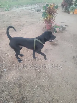 6-12 months Male Mixed Breed Boerboel