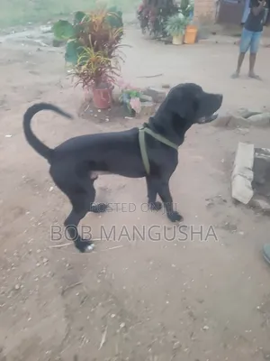 6-12 months Male Mixed Breed Boerboel