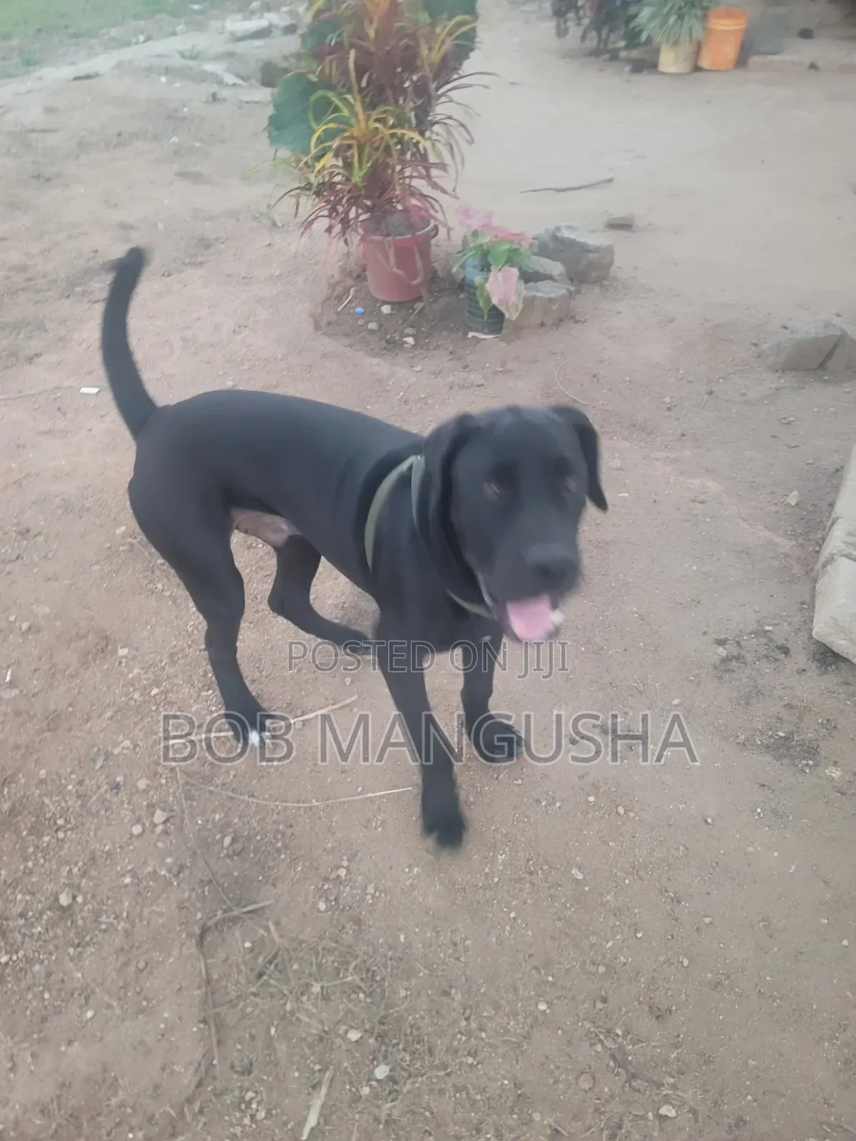 6-12 months Male Mixed Breed Boerboel