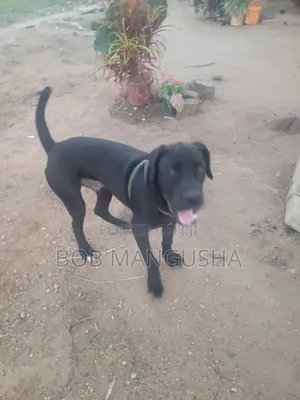 6-12 months Male Mixed Breed Boerboel