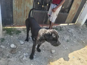 6-12 months Male Mixed Breed Boerboel