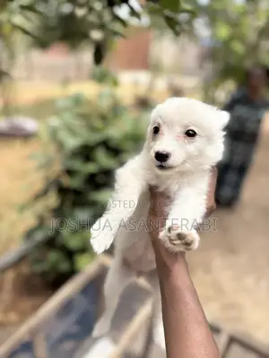 0-1 month Female Purebred Japanese Spitz