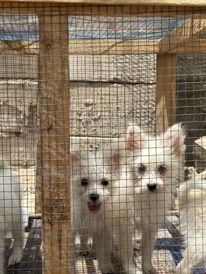 0-1 month Female Purebred Japanese Spitz