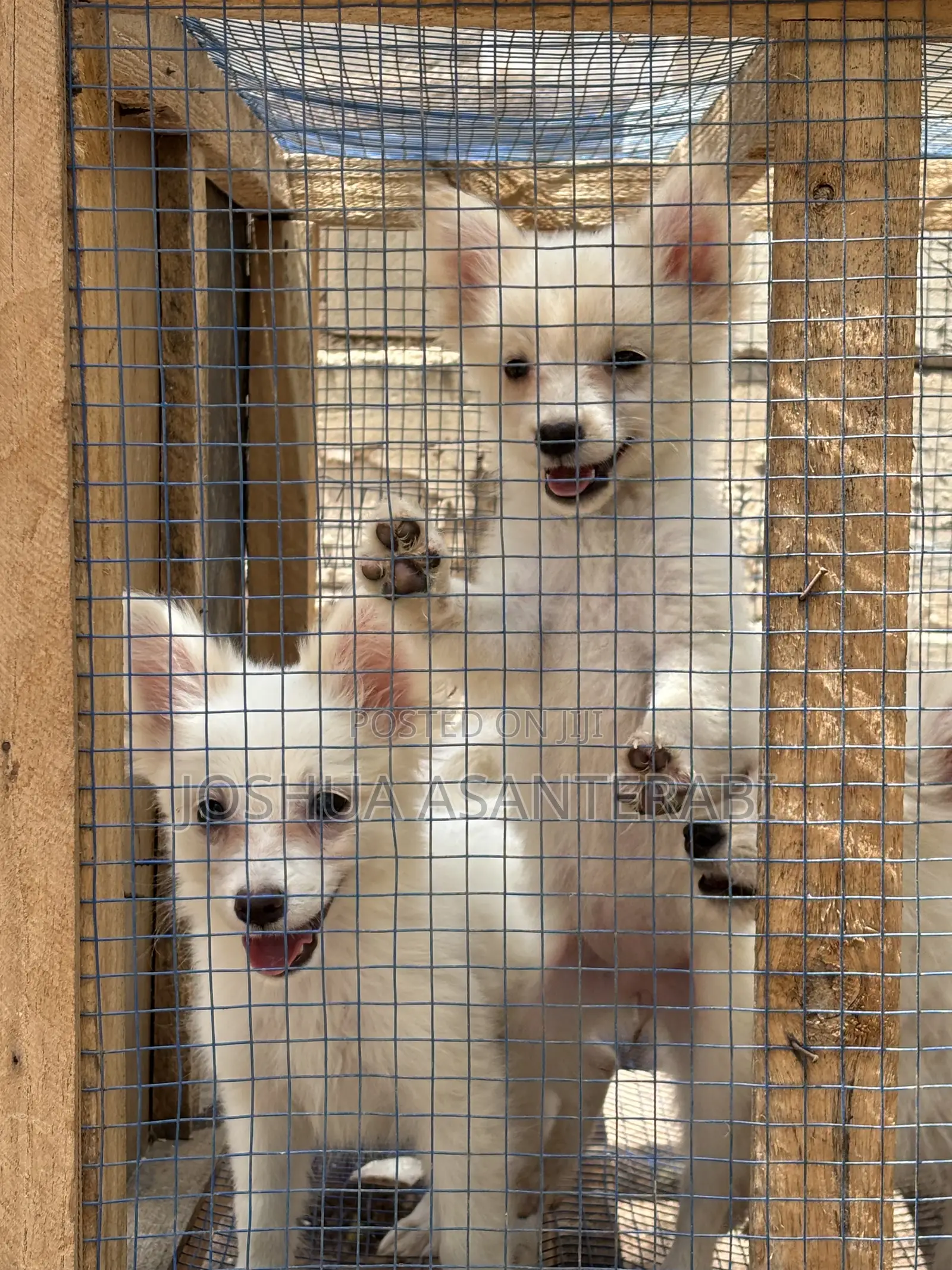 0-1 month Female Purebred Japanese Spitz