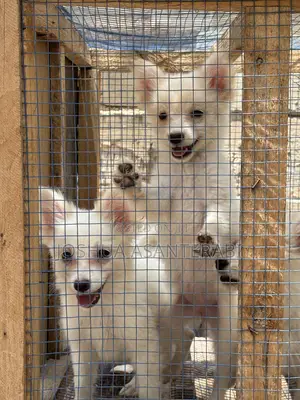 0-1 month Female Purebred Japanese Spitz