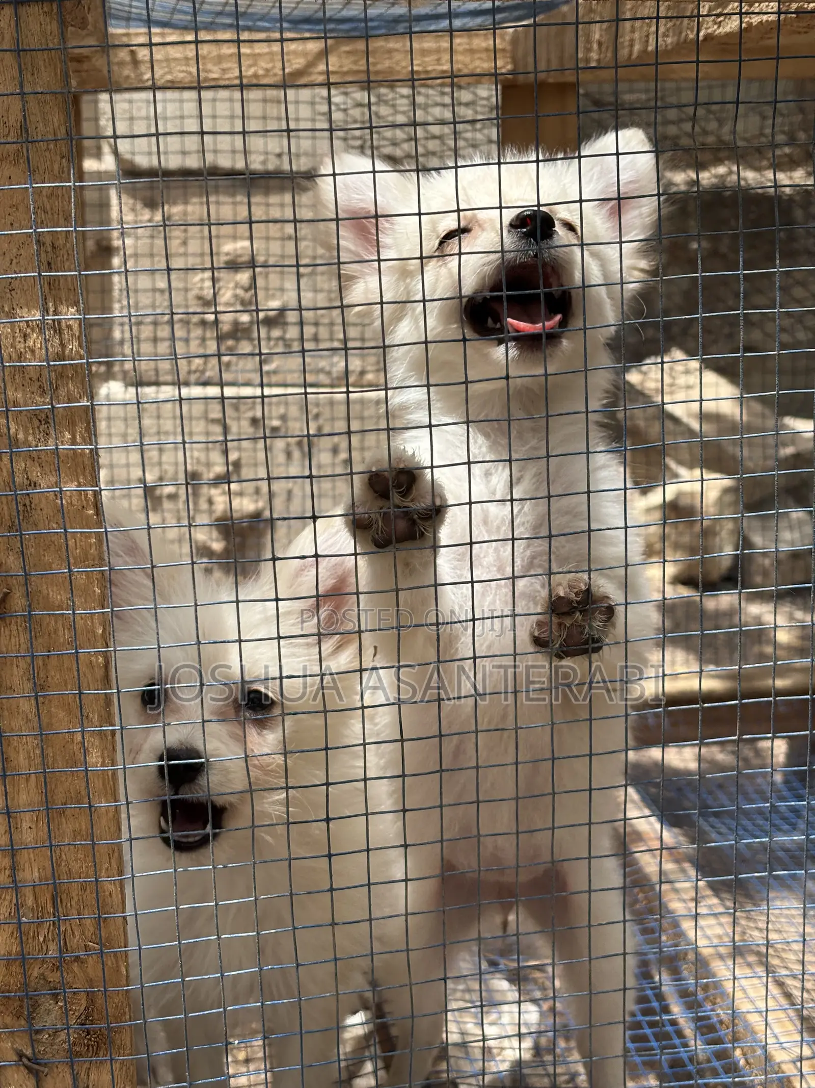 0-1 month Female Purebred Japanese Spitz