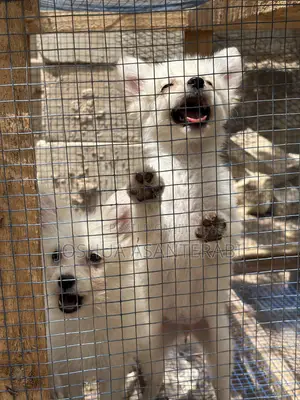 0-1 month Female Purebred Japanese Spitz