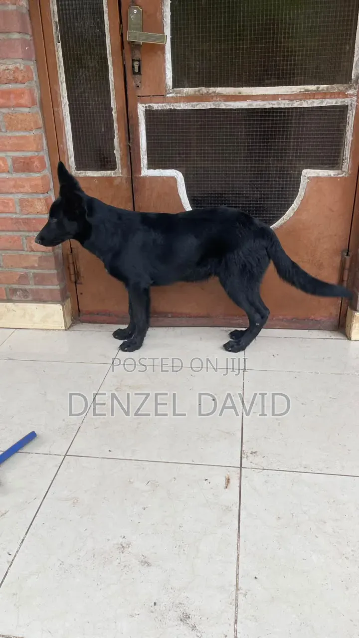 3-6 months Male Purebred German Wirehaired Pointer