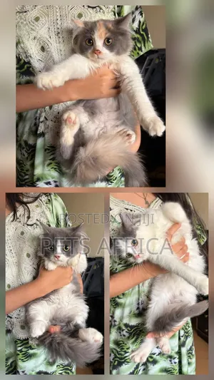 3-6 months Male Purebred Persian