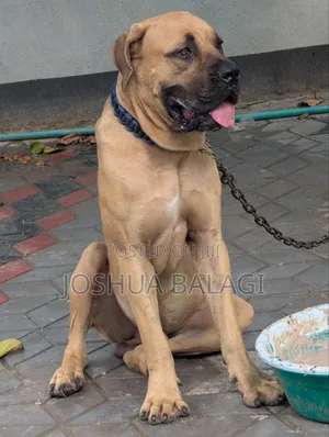 1+ year Male Purebred Boerboel