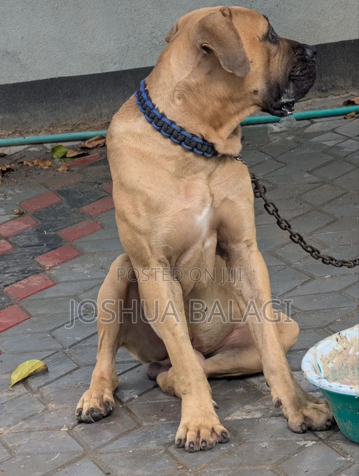 1+ year Male Purebred Boerboel