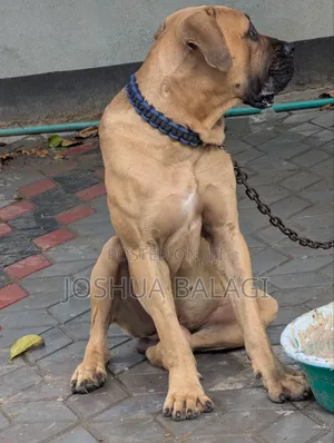 1+ year Male Purebred Boerboel