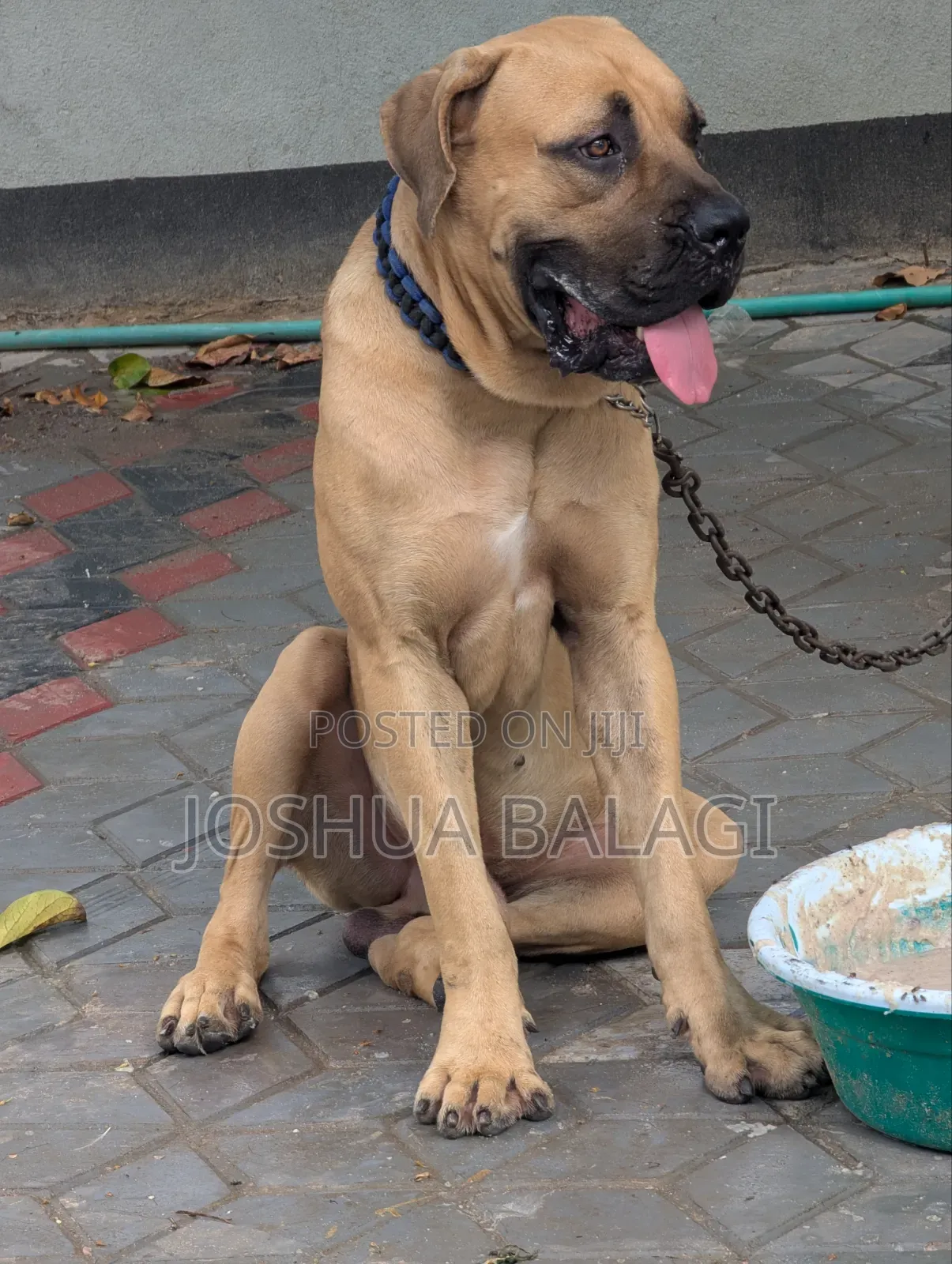 1+ year Male Purebred Boerboel