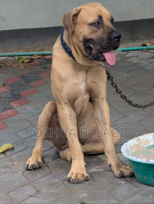 1+ year Male Purebred Boerboel