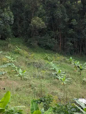 Farm Land for Sale Rungwe Mbeya