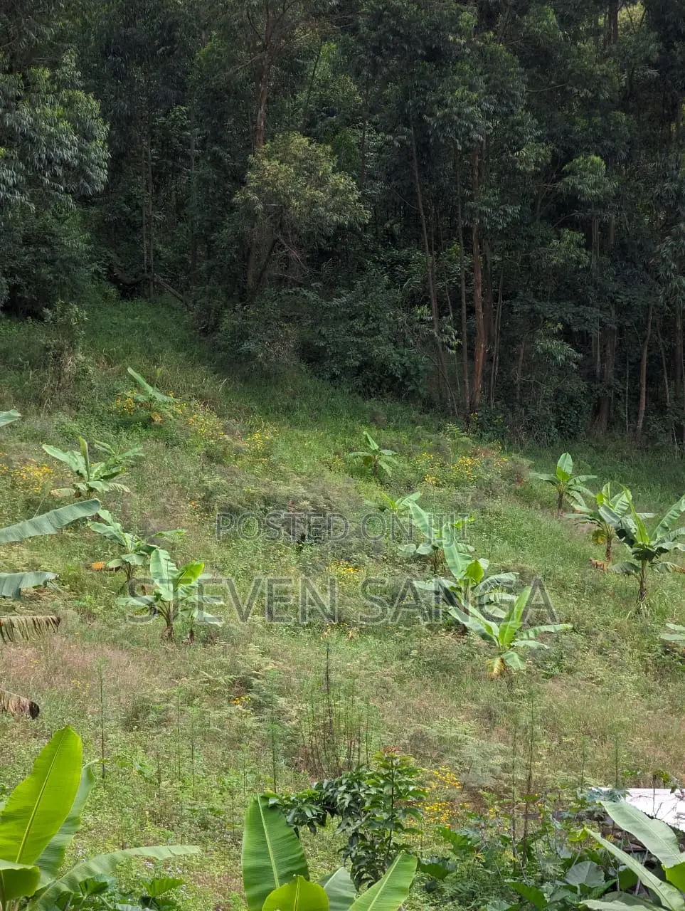 Farm Land for Sale Rungwe Mbeya
