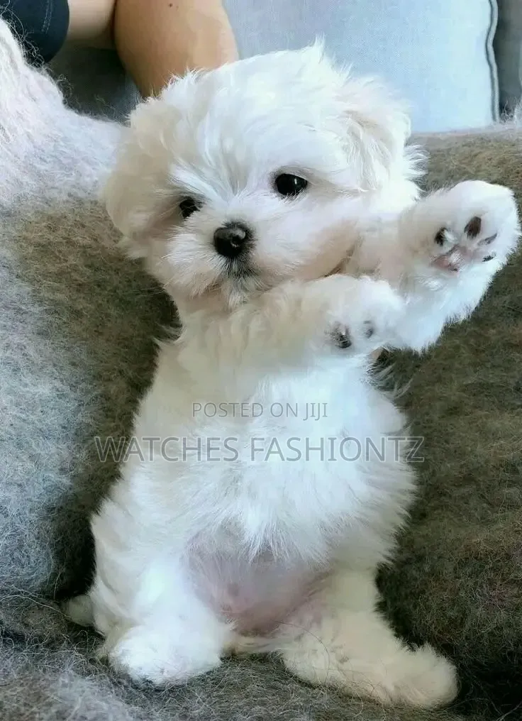 1-3 months Female Purebred Maltese