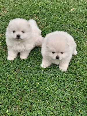 1-3 months Male Purebred Pomeranian