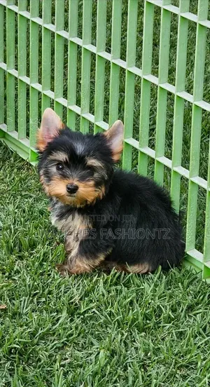 1-3 months Female Purebred Yorkshire Terrier