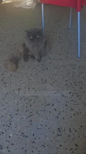1+ year Male Purebred Persian