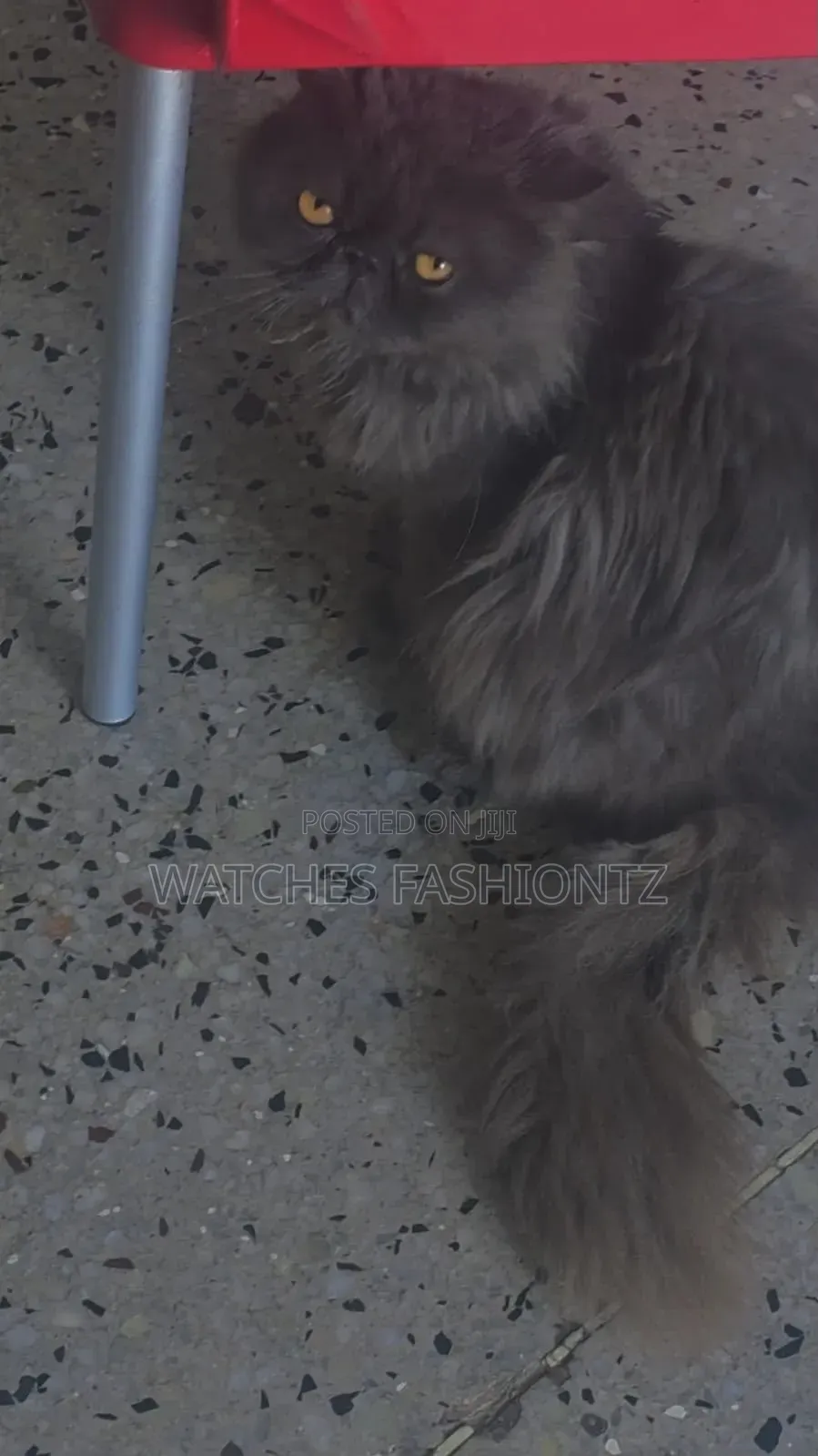 1+ year Male Purebred Persian