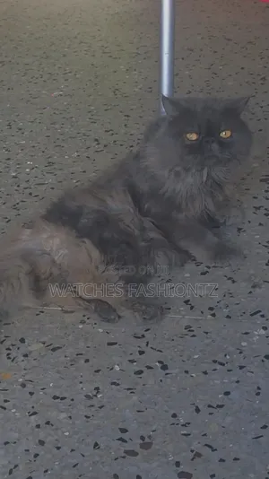 1+ year Male Purebred Persian