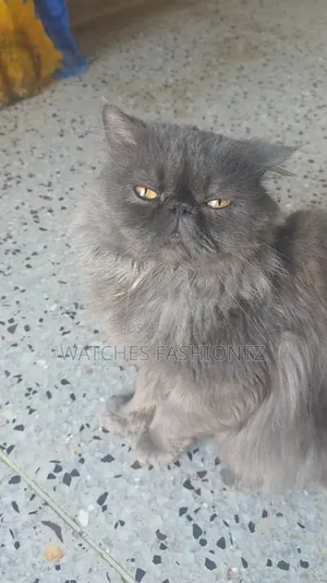 1+ year Male Purebred Persian