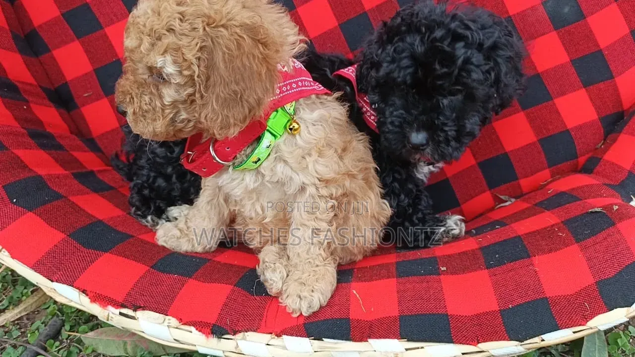 1-3 months Male Purebred Poodle