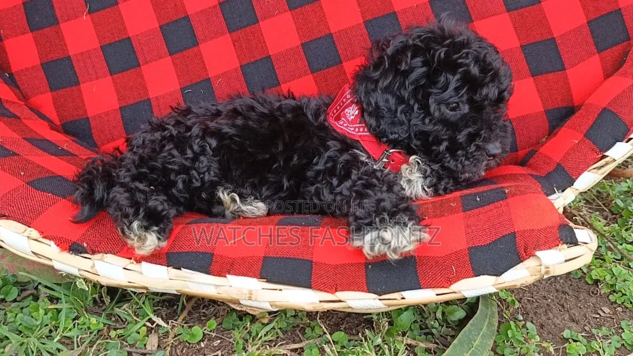 1-3 months Male Purebred Poodle