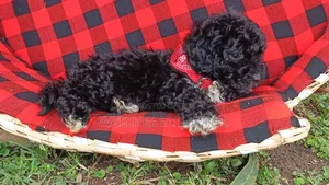 1-3 months Male Purebred Poodle