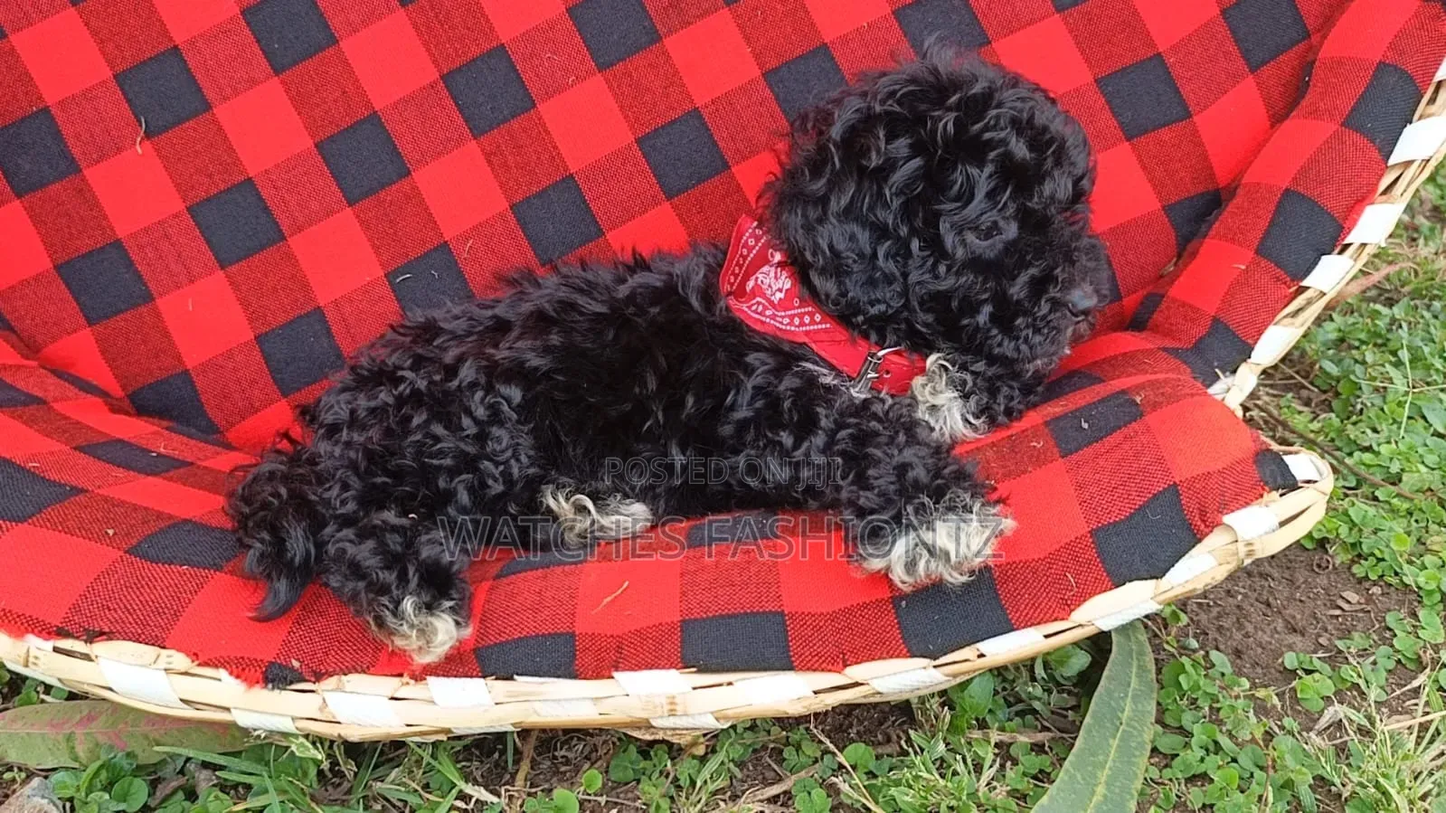 1-3 months Male Purebred Poodle
