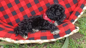 1-3 months Male Purebred Poodle