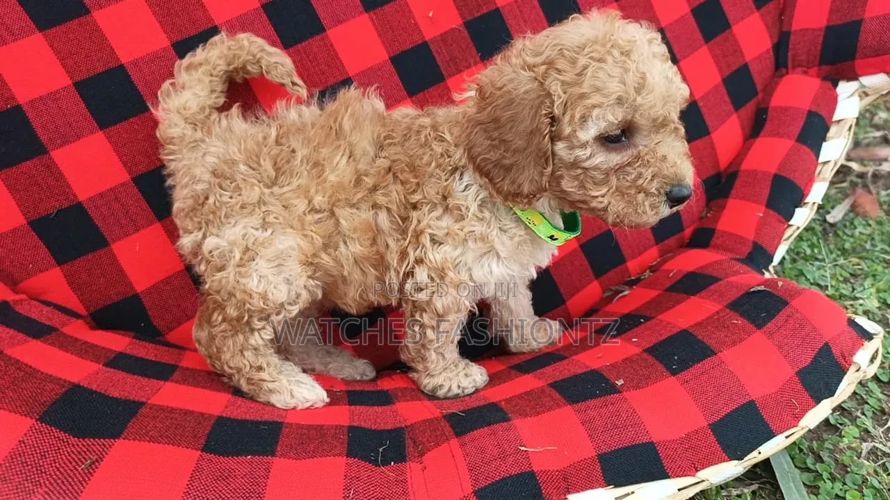 1-3 months Male Purebred Poodle