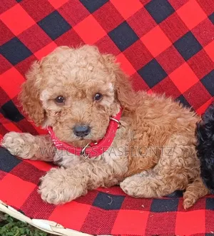 1-3 months Male Purebred Poodle