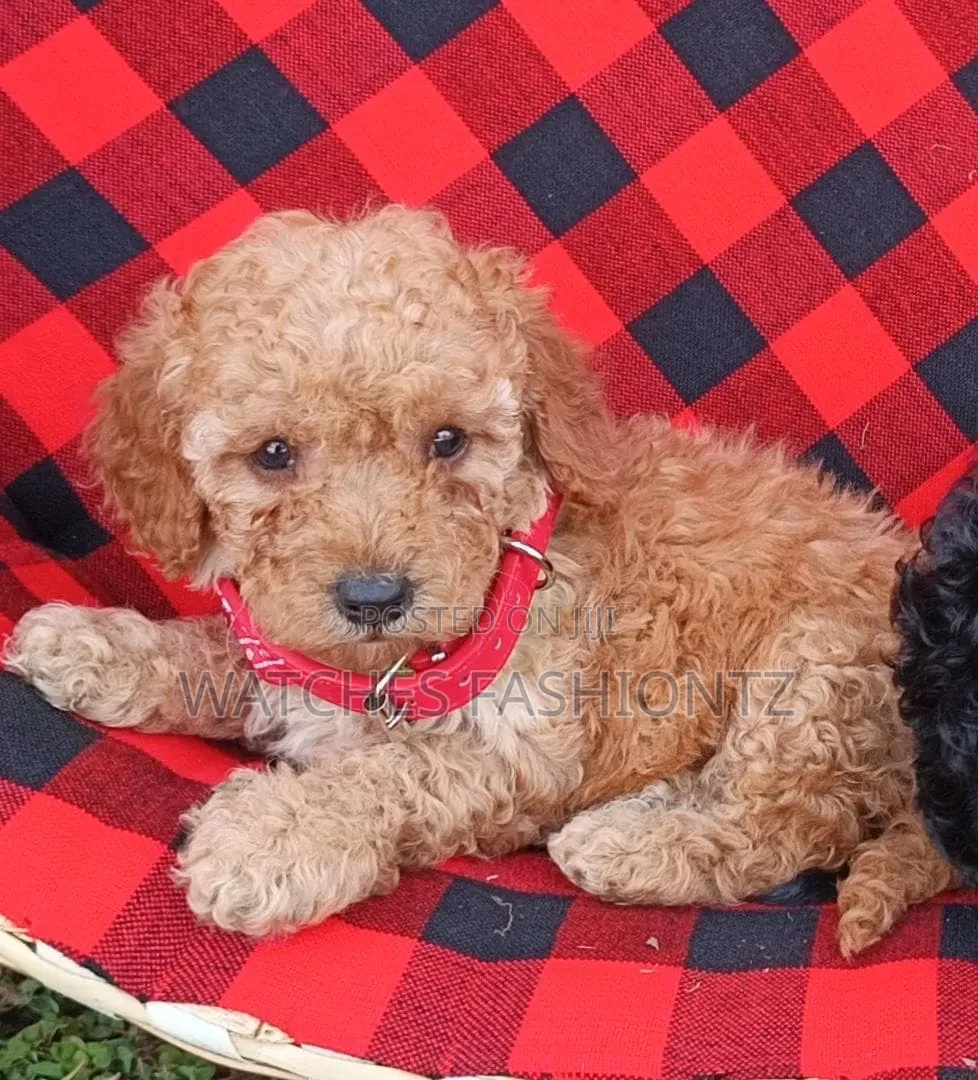 1-3 months Male Purebred Poodle