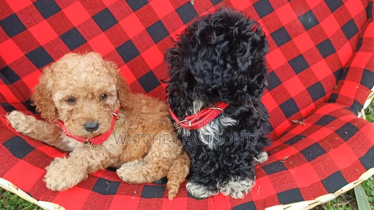 1-3 months Male Purebred Poodle