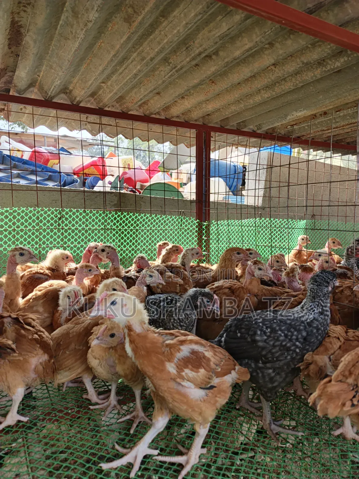 Vifaranga Wa Mwezi