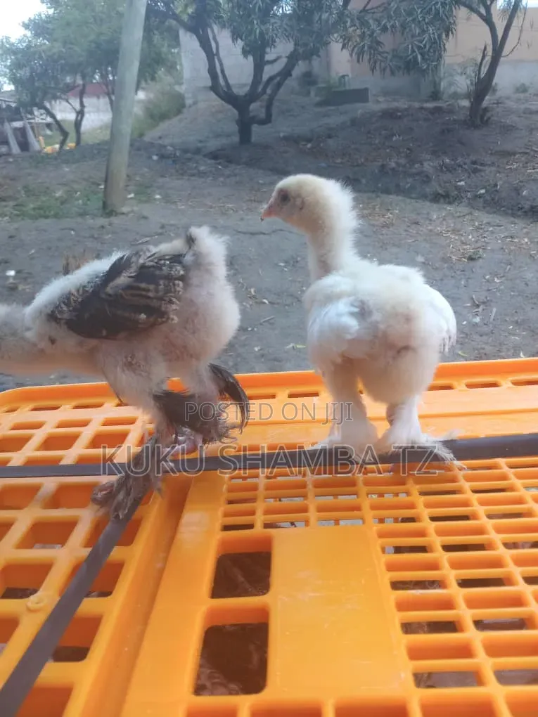 Vifaranga Wa Brahma Pure Breed
