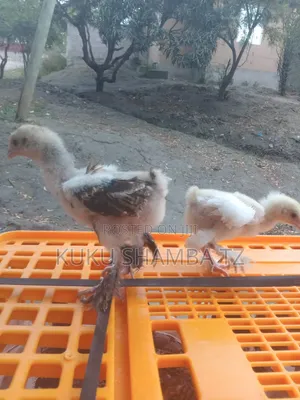 Vifaranga Wa Brahma Pure Breed