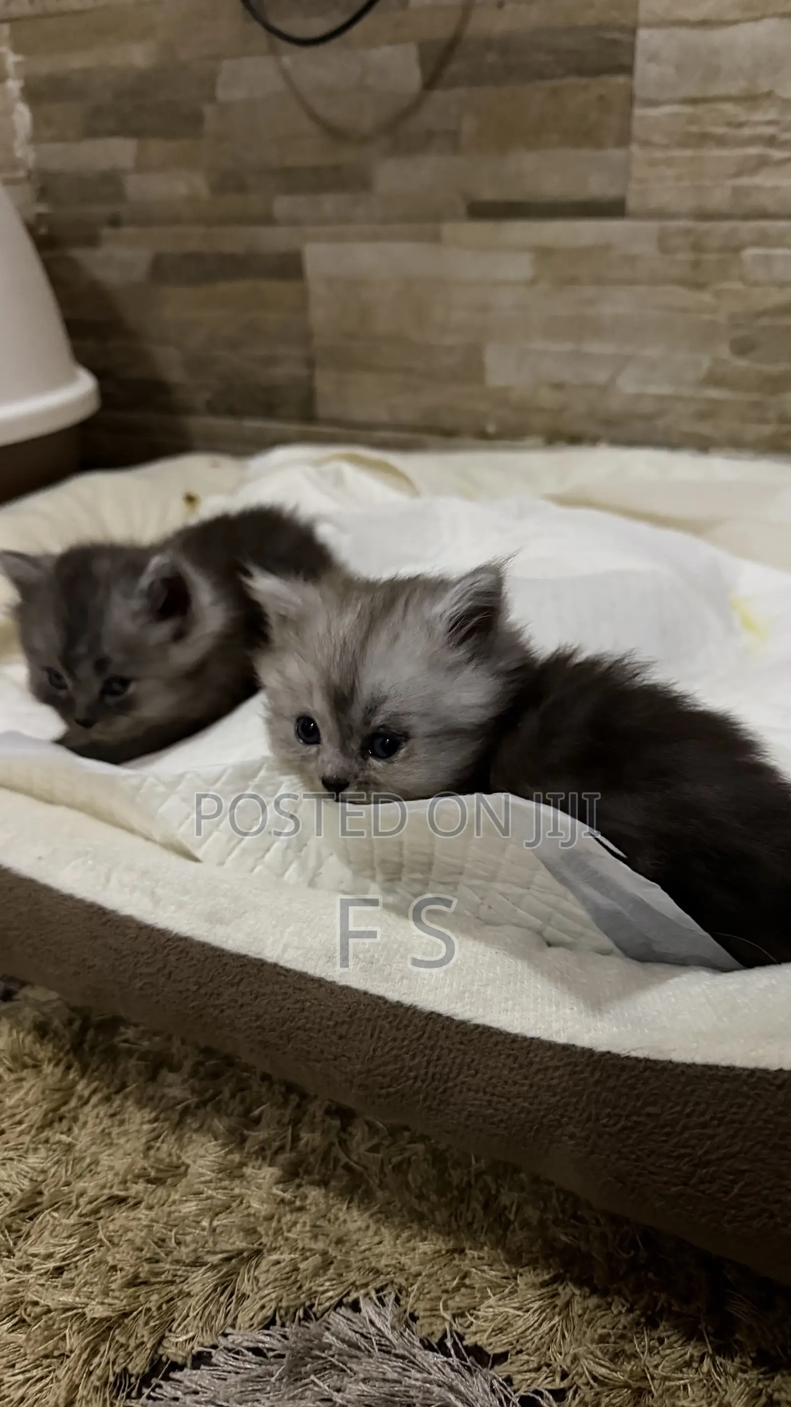 0-1 month Male Purebred Persian